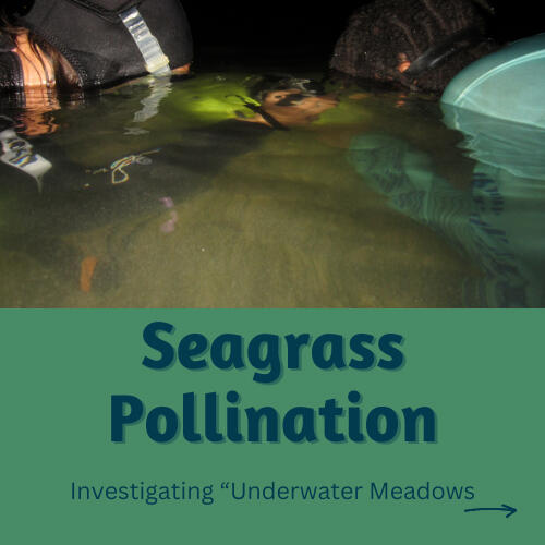 Seagrass Pollination